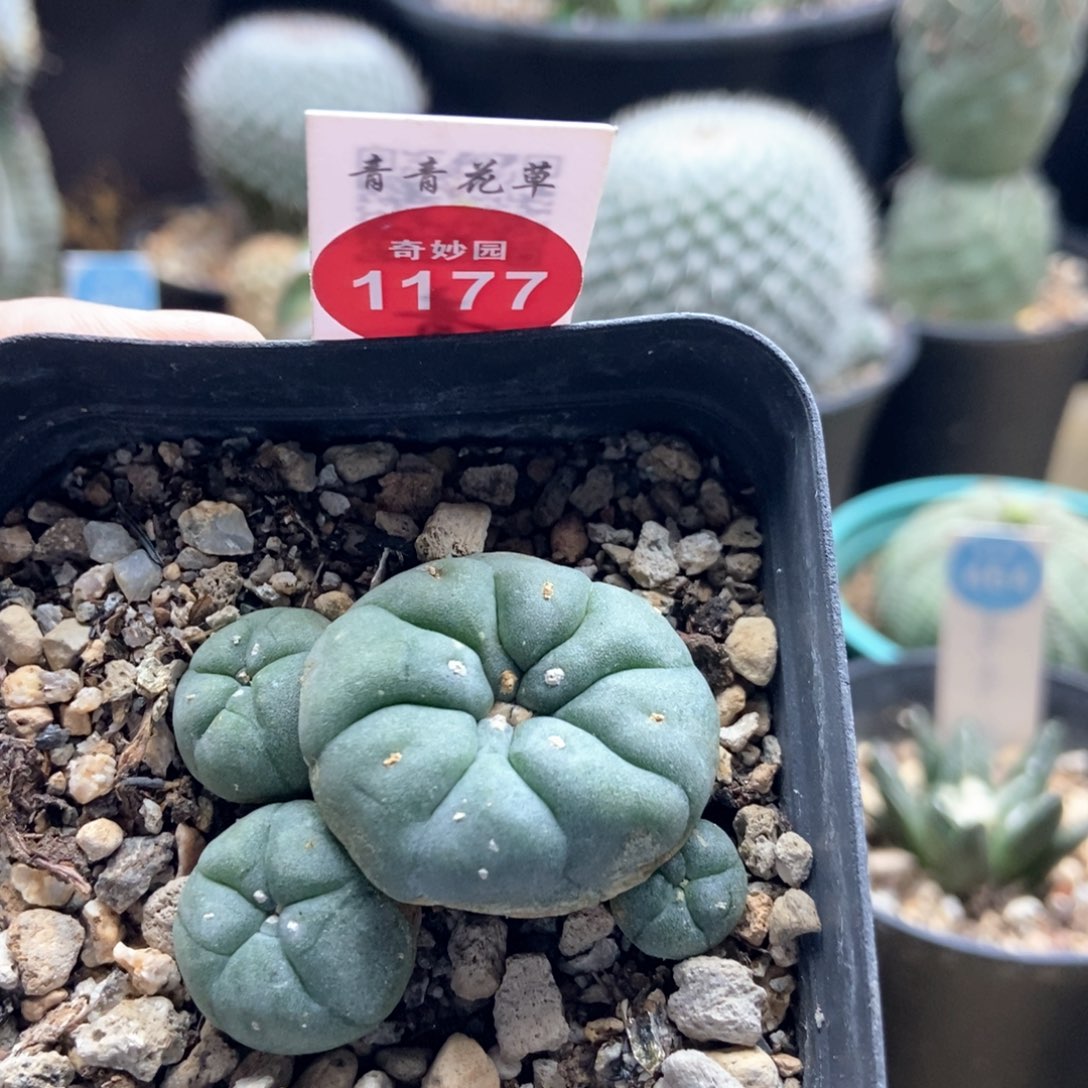 萝卜根海鲜群一颗仙人球