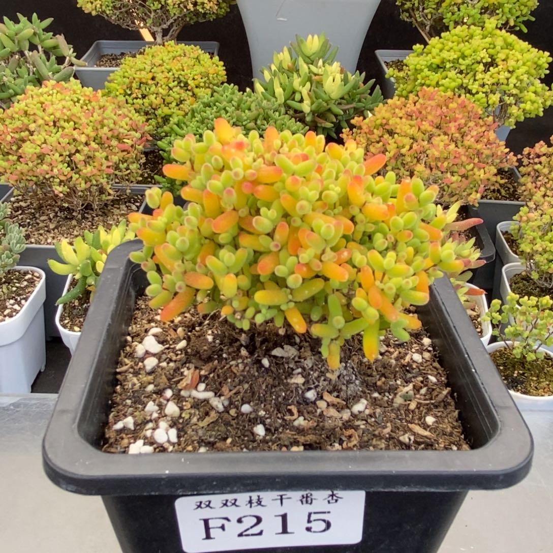 乐***飞215橘子糖。               