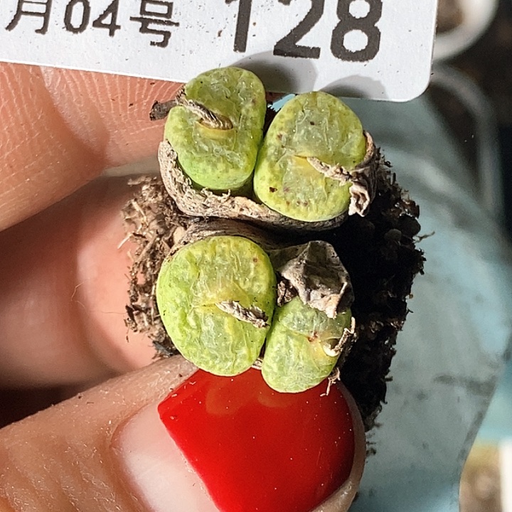 桃喜花园0204-128肯尼迪fuli