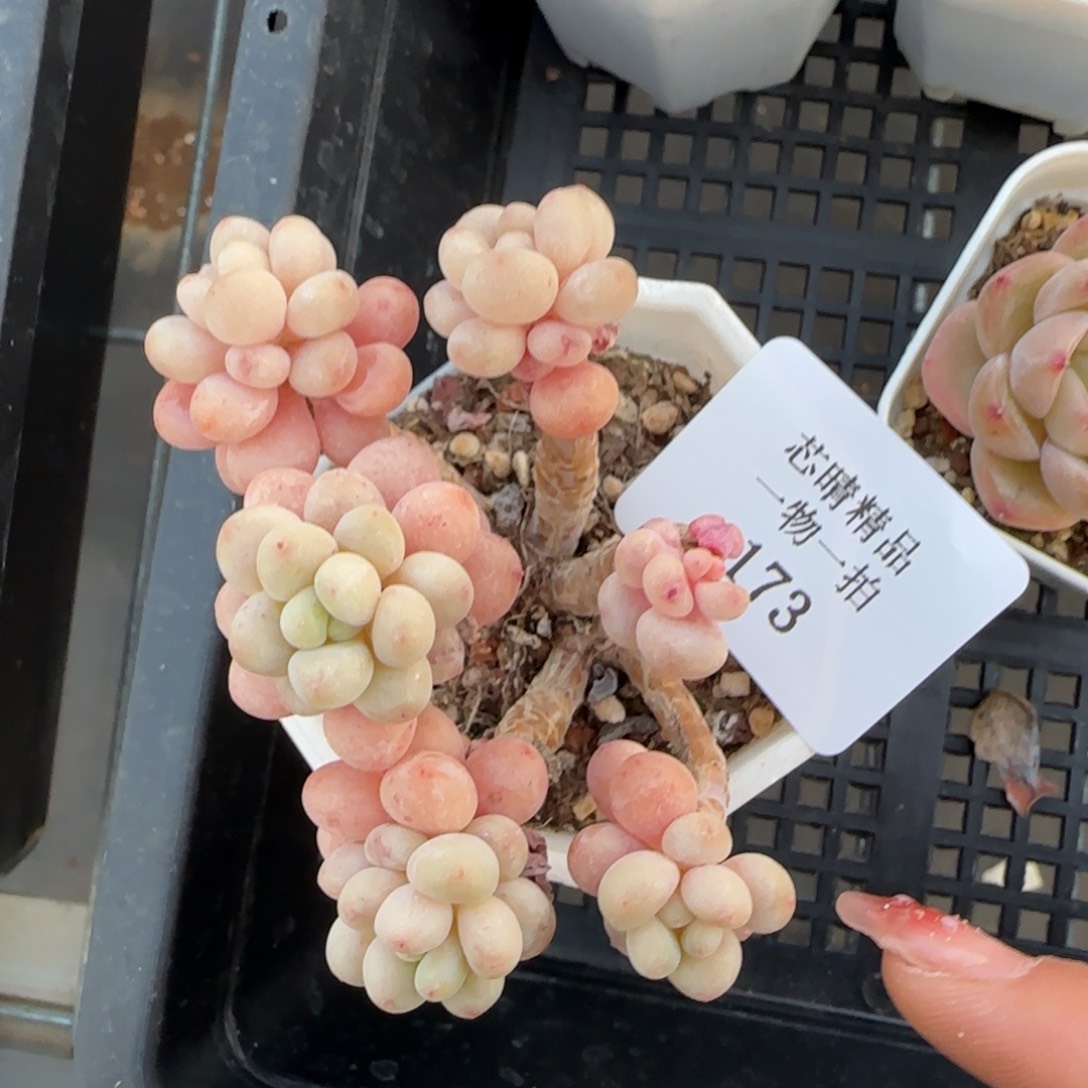 闪购精品多肉173号