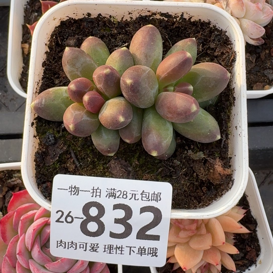 千代田无盆土发货