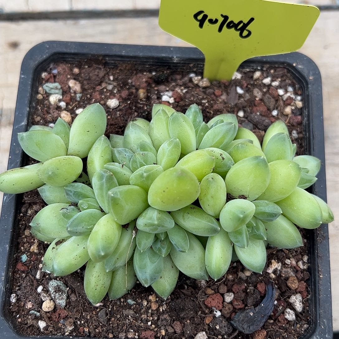 907006 雨花石美人黄体无砍群生