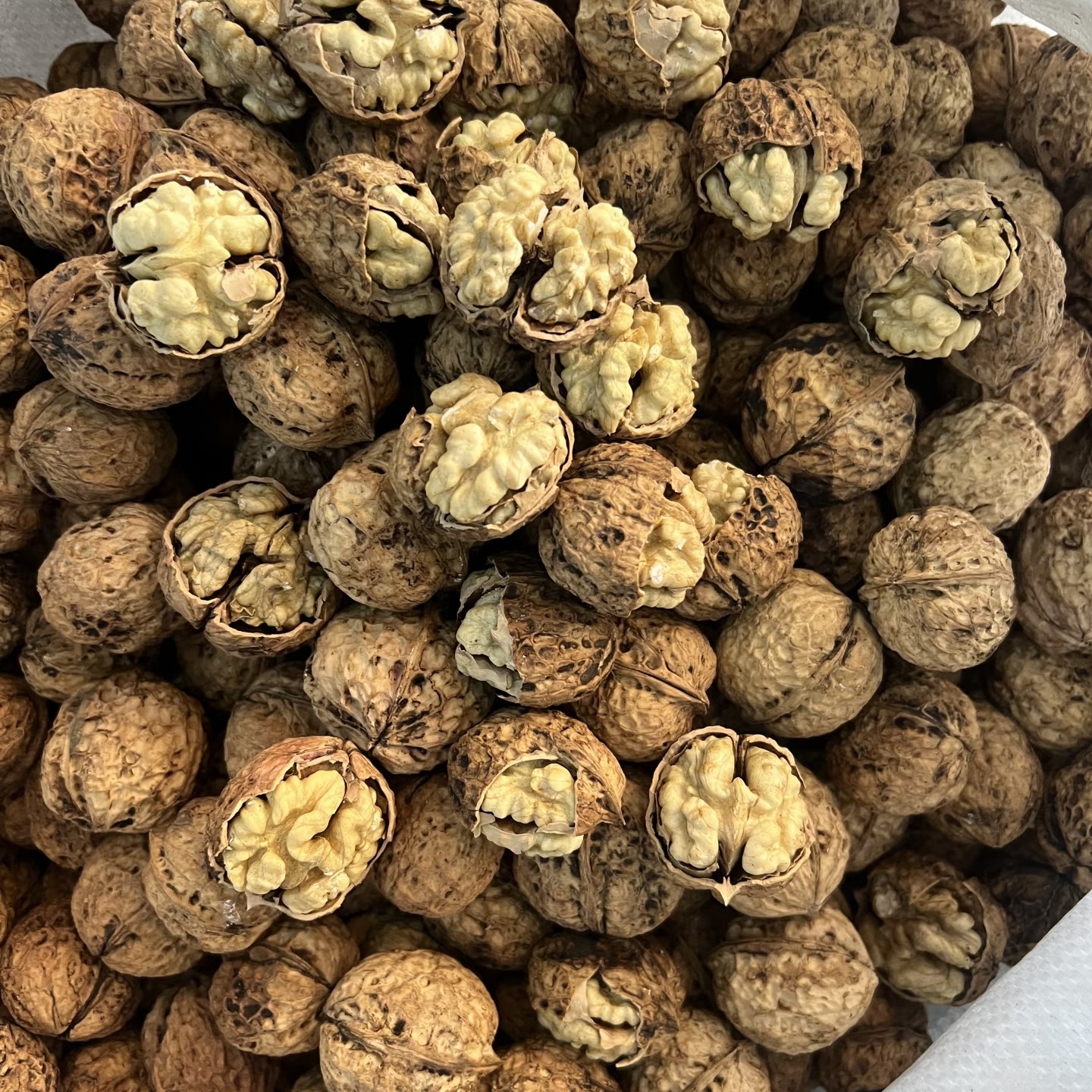 云南高山老品种薄皮苦瓜核桃原生态新果孕妇大熊猫零食清晰光雾山