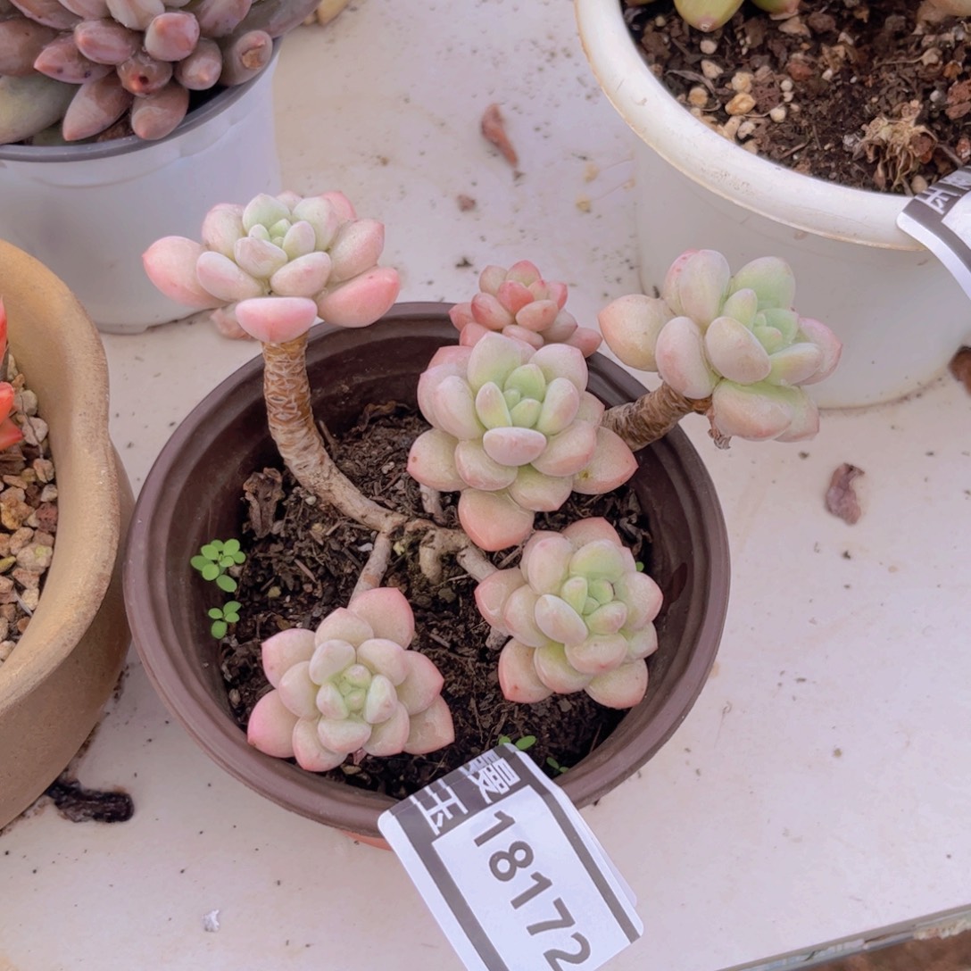 泡泡糖多肉植物18172
