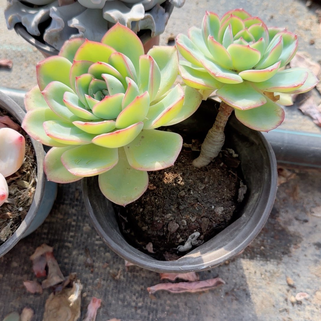 风***淡无花朵120程璐双头