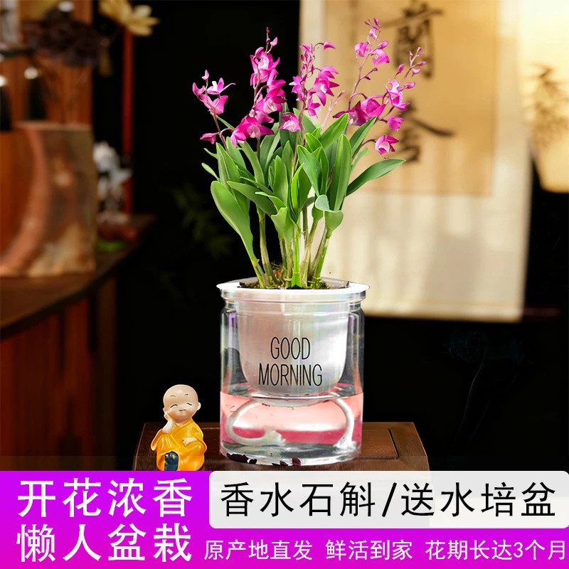 【带花剑花苞】新品澳洲香水石斛兰水培浓香室内绿植花卉盆栽