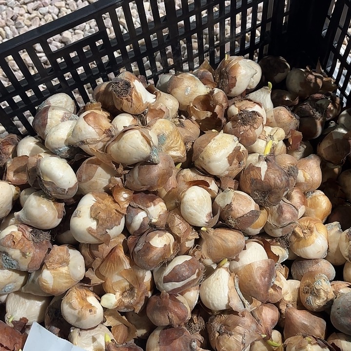 汤姆王朝五度数郁金香