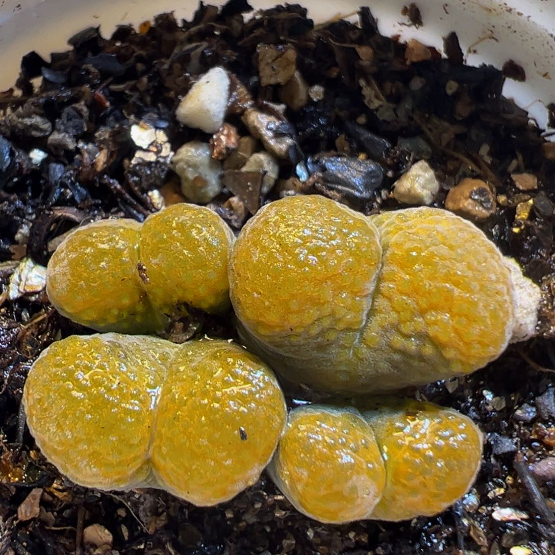 76多肉植物百科风铃