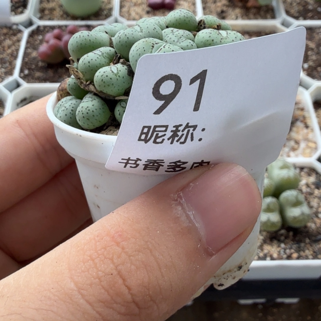 多肉植物           