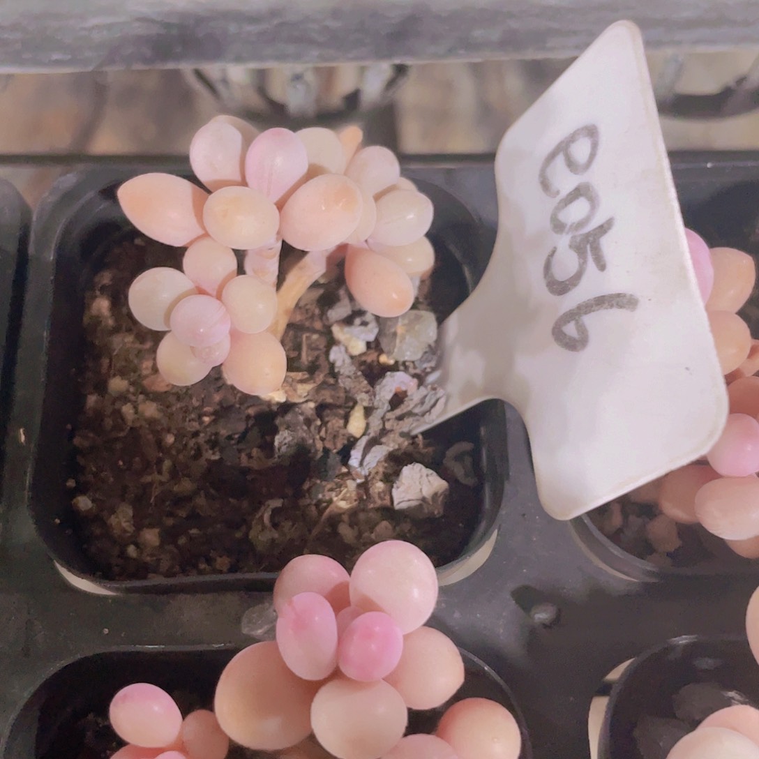 简****水光针桃蛋e057一物一拍