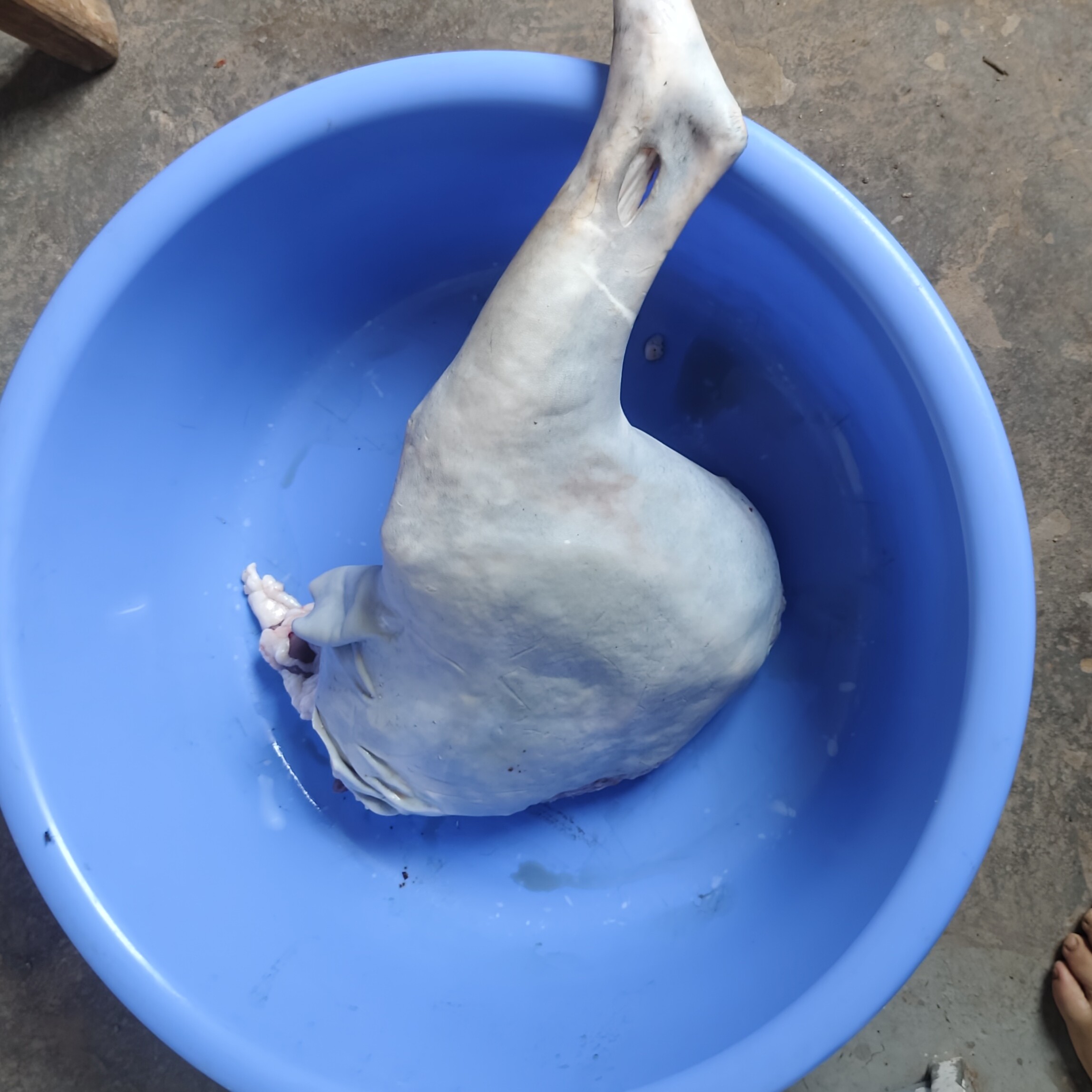 本地正宗黑山羊羊肉