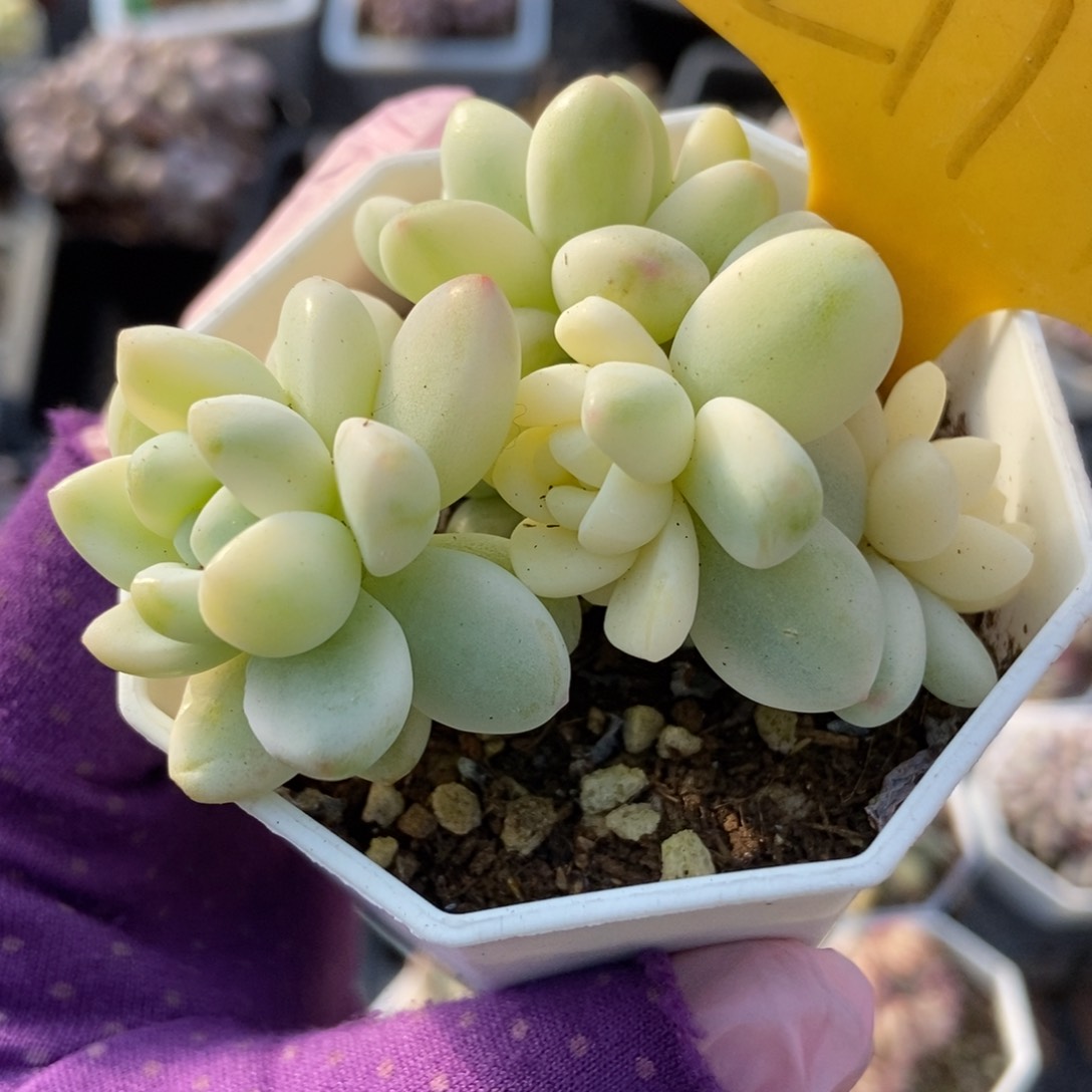 2117劳尔锦多肉植物保护