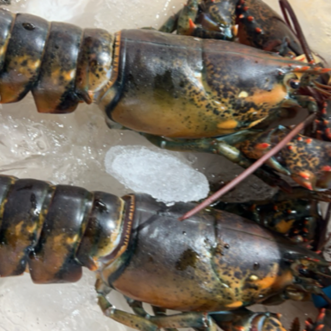 当日断氧波龙仔1只约500g