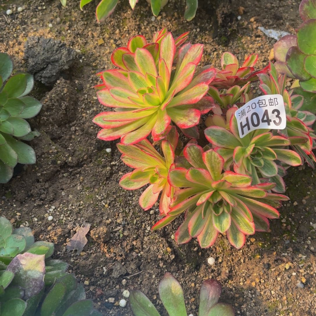 43多肉植物捧花的时候