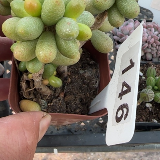 146绿龟卵一物一拍多肉