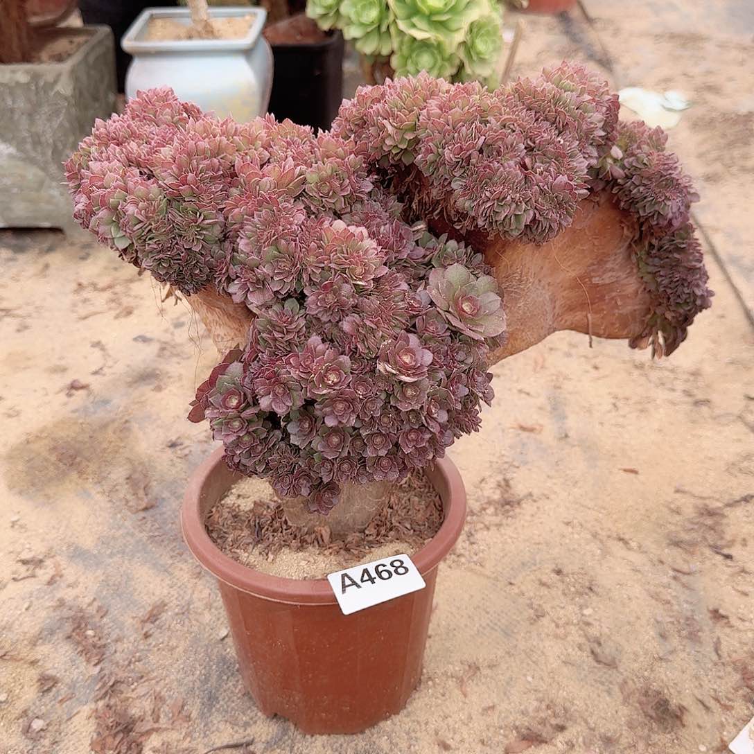 468万朵朵一颗呀呀