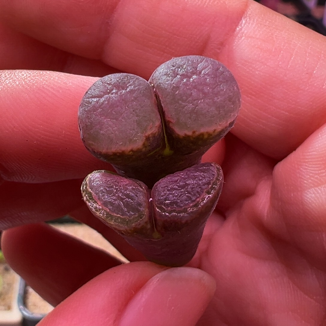 335。编号丢失风铃双头