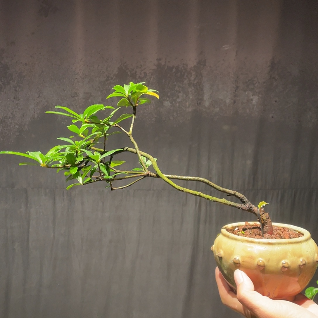 新***辛无花朵春花包邮哦哦哦