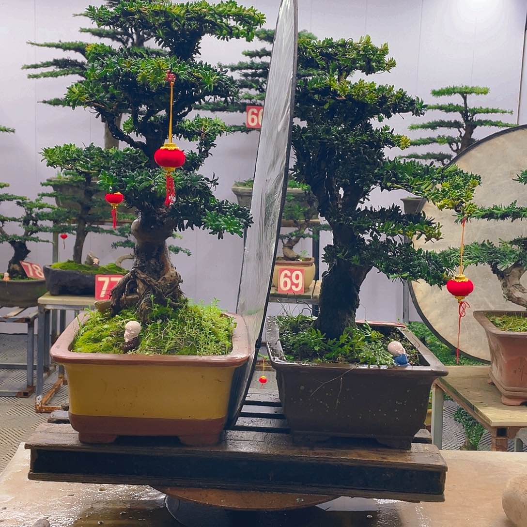 无花朵罗汉松红芽