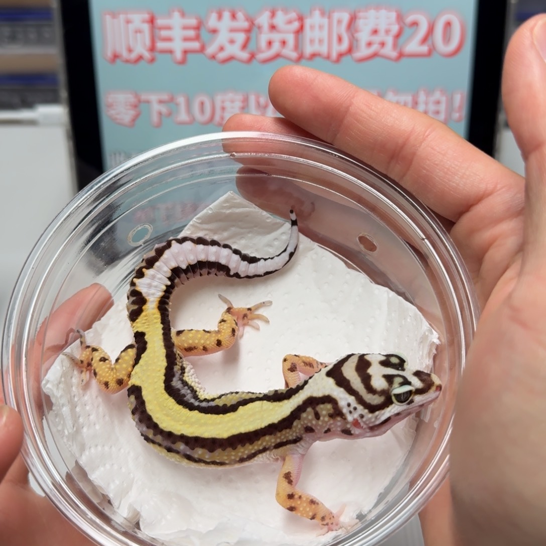 豹纹守宫笑脸土匪