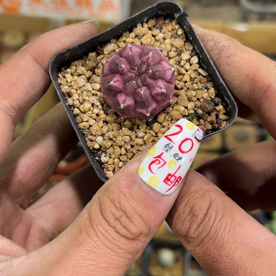 梦想单头发货有根发货