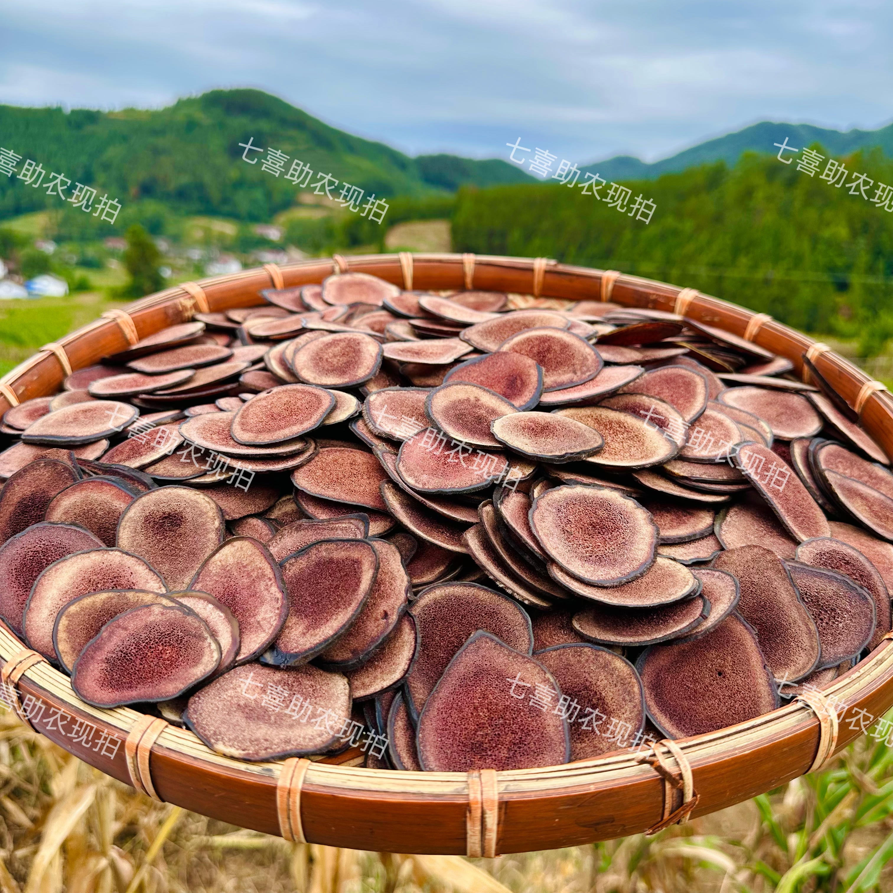 【现收鹿茸】泡酒煲汤