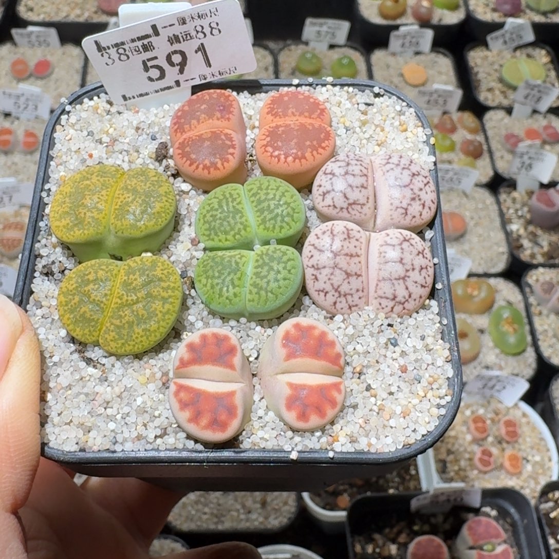 Ssss好货也清了591