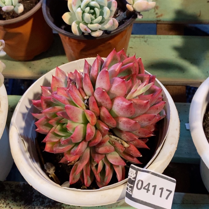 【闪购商品】福洛瑞安娜04117