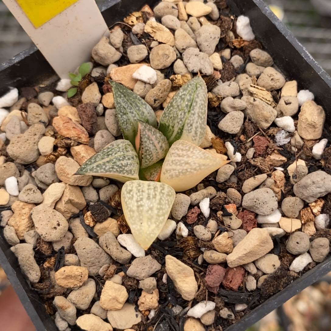 552GM452青蟹多肉植物