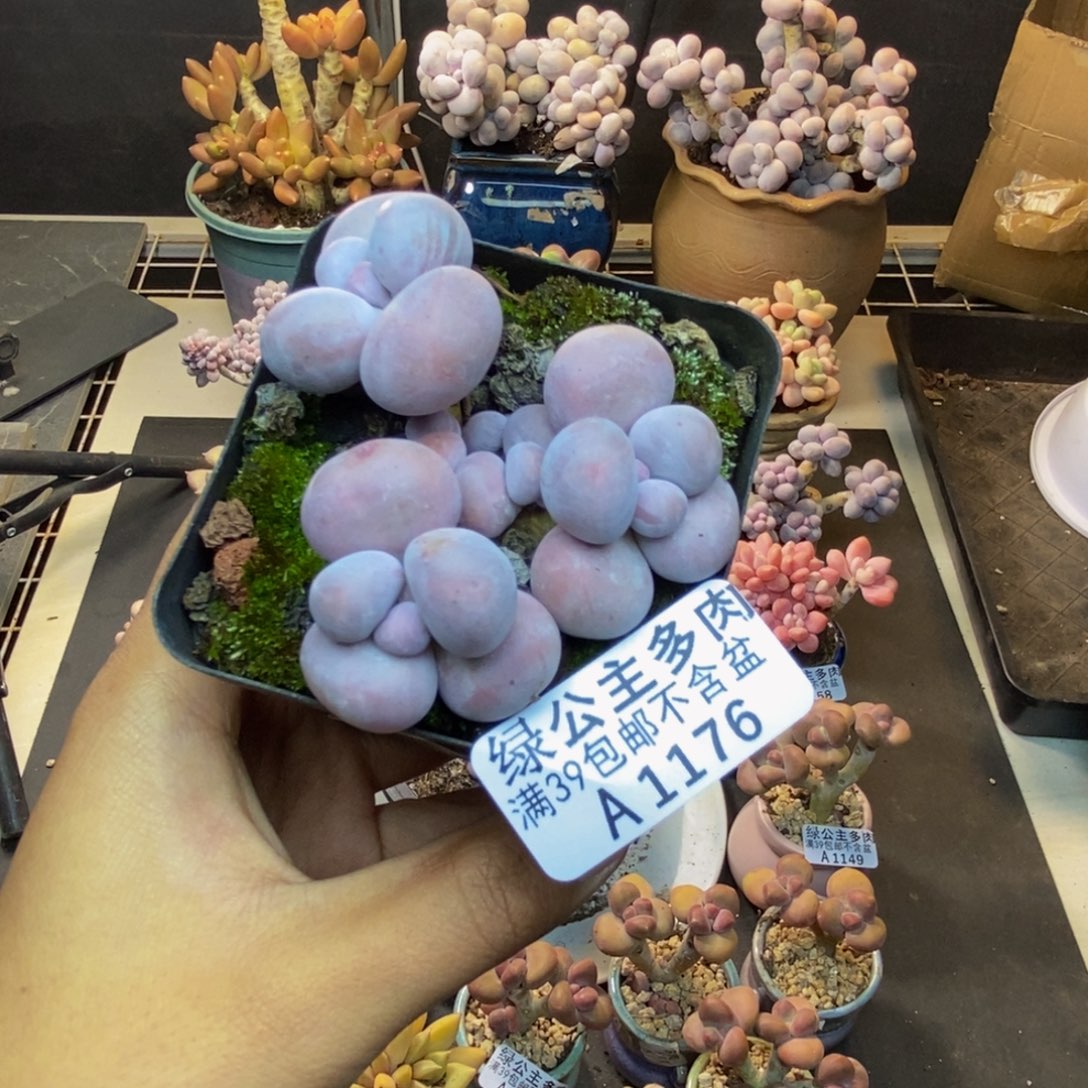 176芭比奶多肉7c m