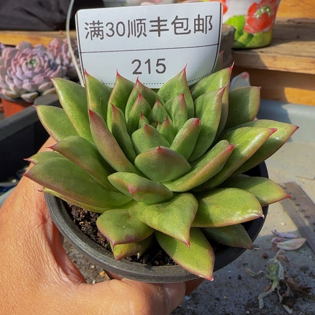 215蔷薇玛丽亚多肉单头