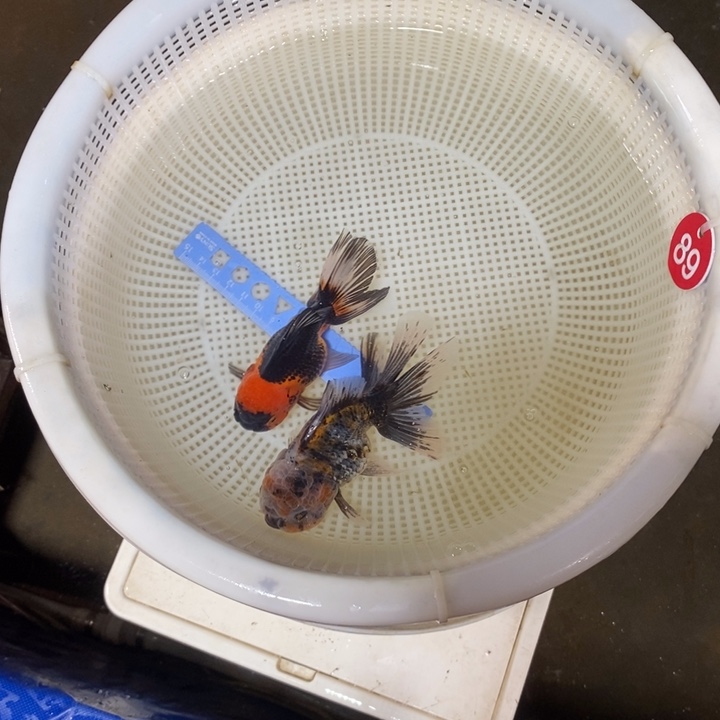 狮头鱼金鱼活体27