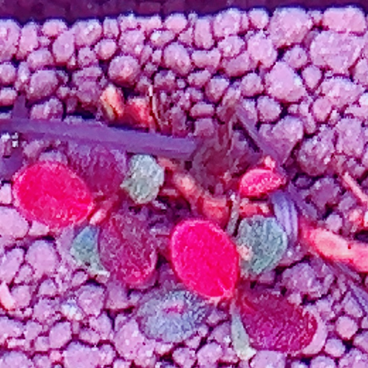 福利39号福利价植物一头（4号缸