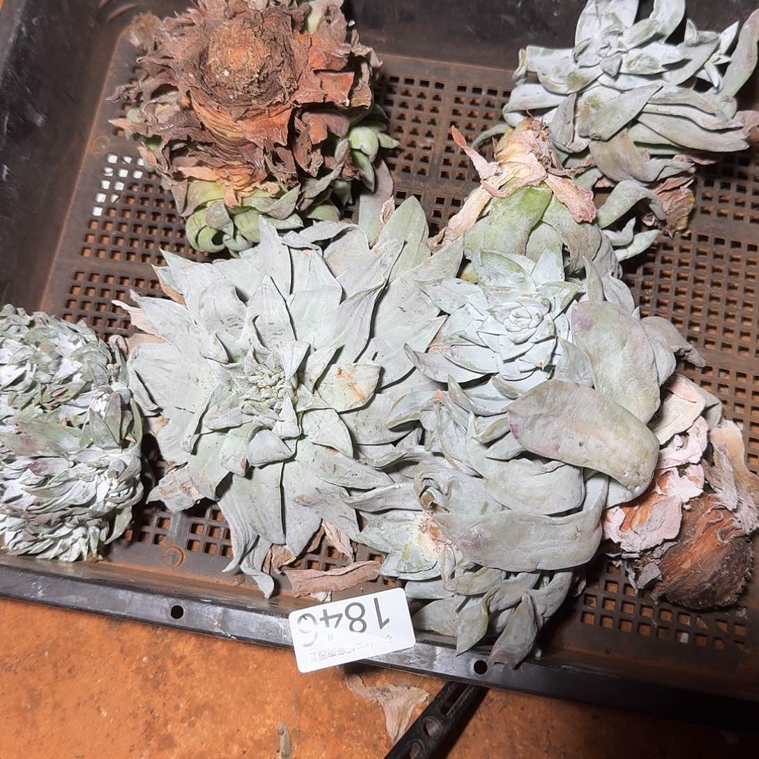 3代杂交仙女杯多肉福利瑕疵处理