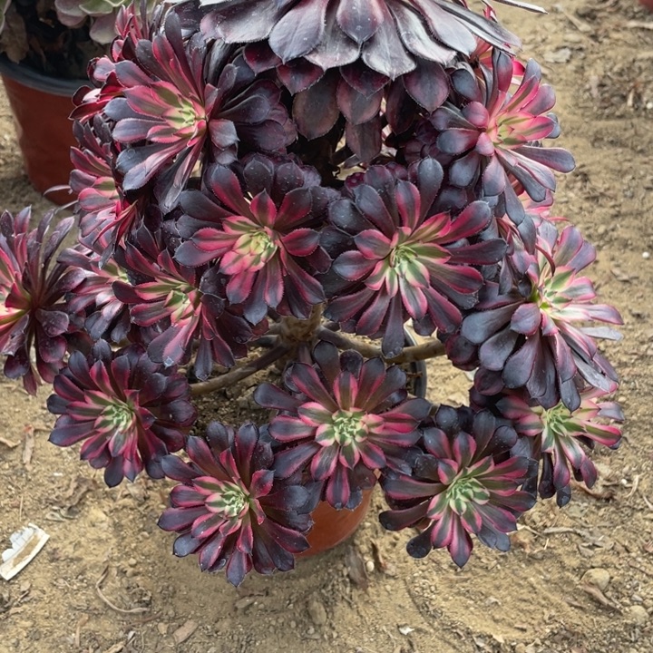 无花朵006多肉植物黑孔雀