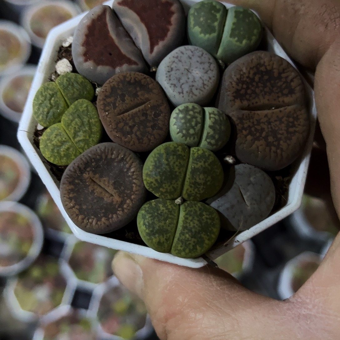 甜***儿24多肉植物提取萃取剂中