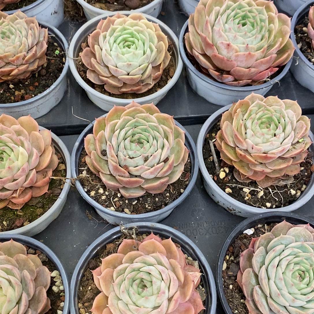 68。昂斯诺。福利多多