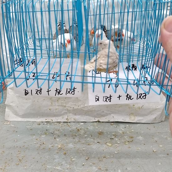 N***哥珍珠鸟全品驼色一只母