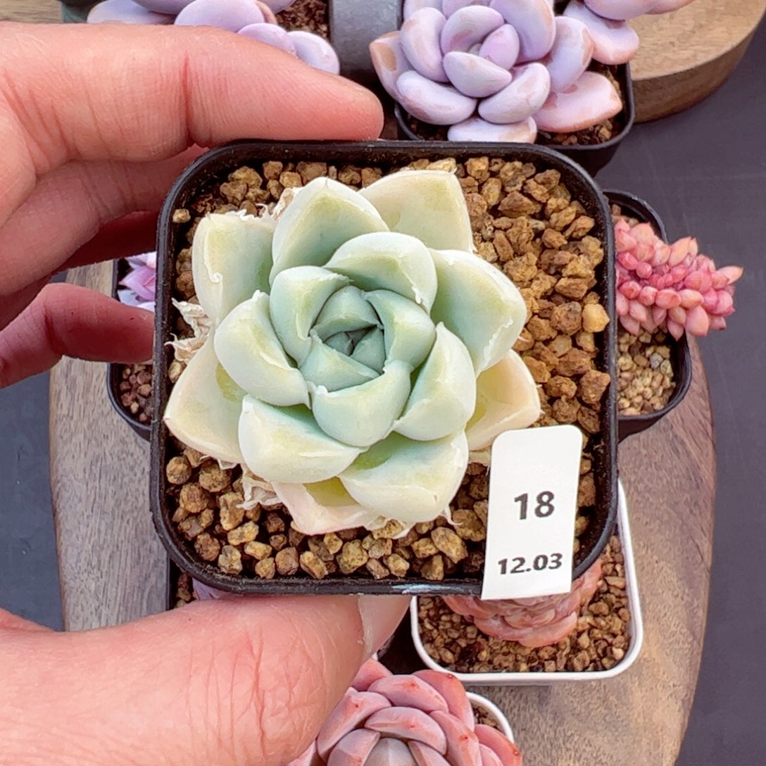 噢***耶嘟嘟利18、哈哈哈哈哈