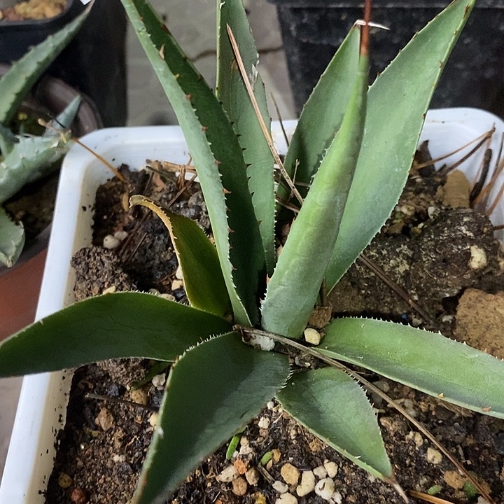 完美主义者勿拍佩洛122752