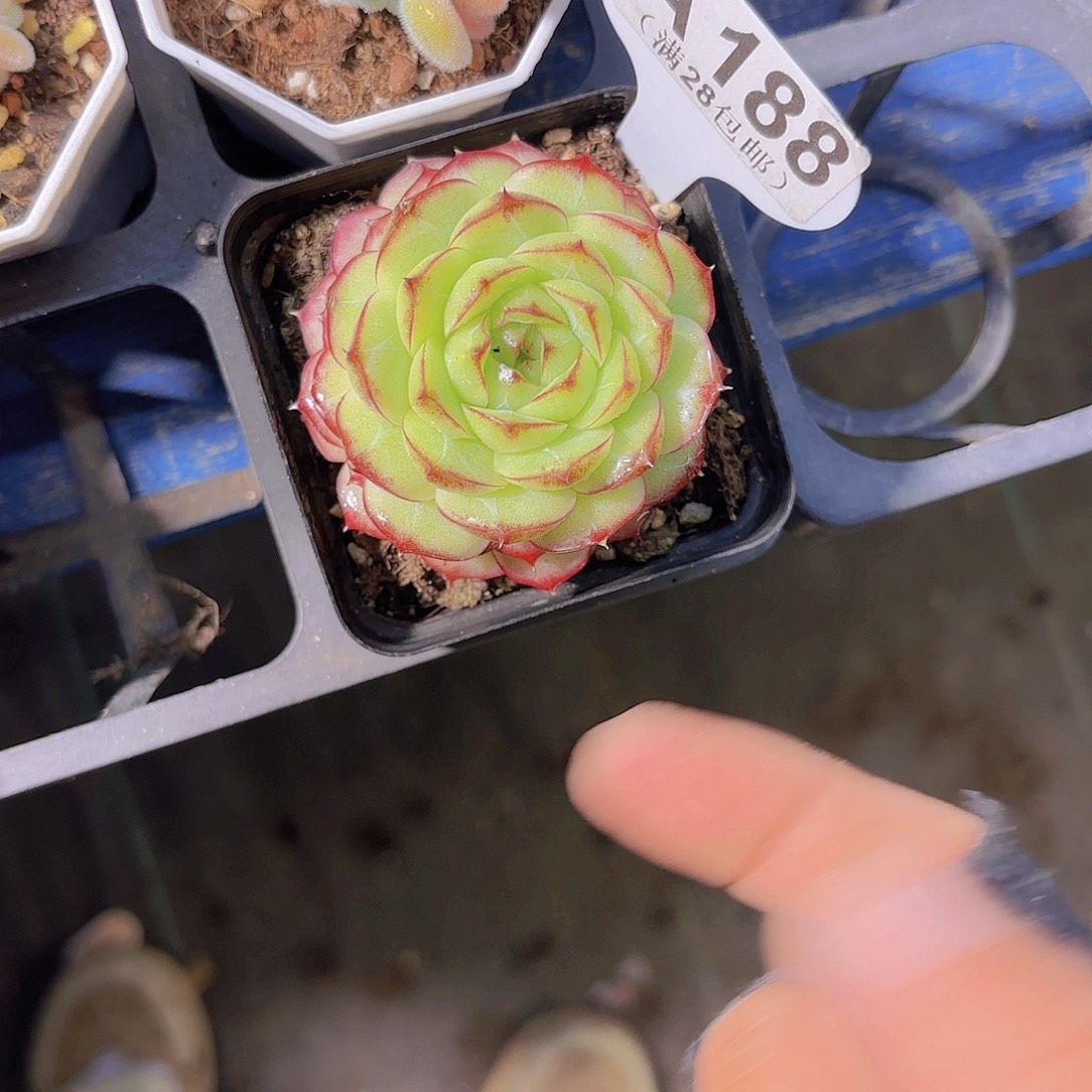 A188女王玫瑰一物一拍