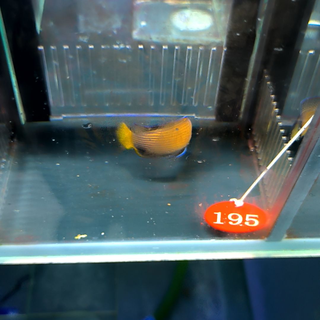 海水鱼闪电草莓5-44-195