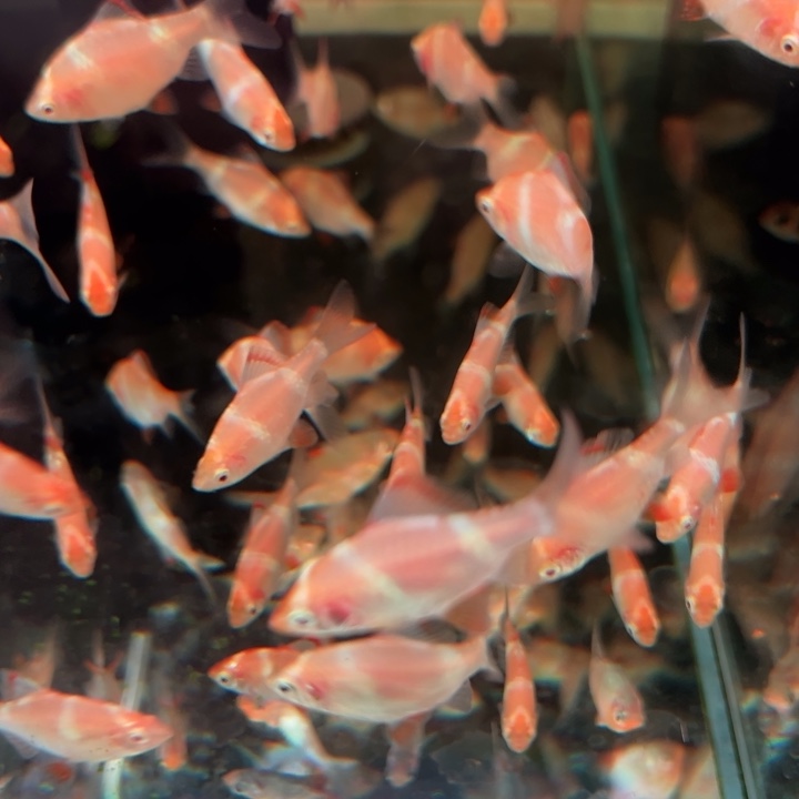 虎皮鱼金粉虎皮3变色虎皮3哥伦比亚梦幻旗5