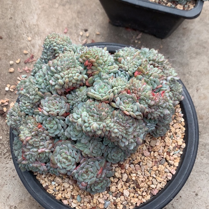 多肉植物白胖子缀化