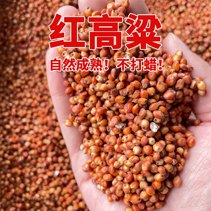 枭龙 红高粱 5斤 10斤 20斤 50斤赛鸽信鸽营养鸽子食 24省包邮