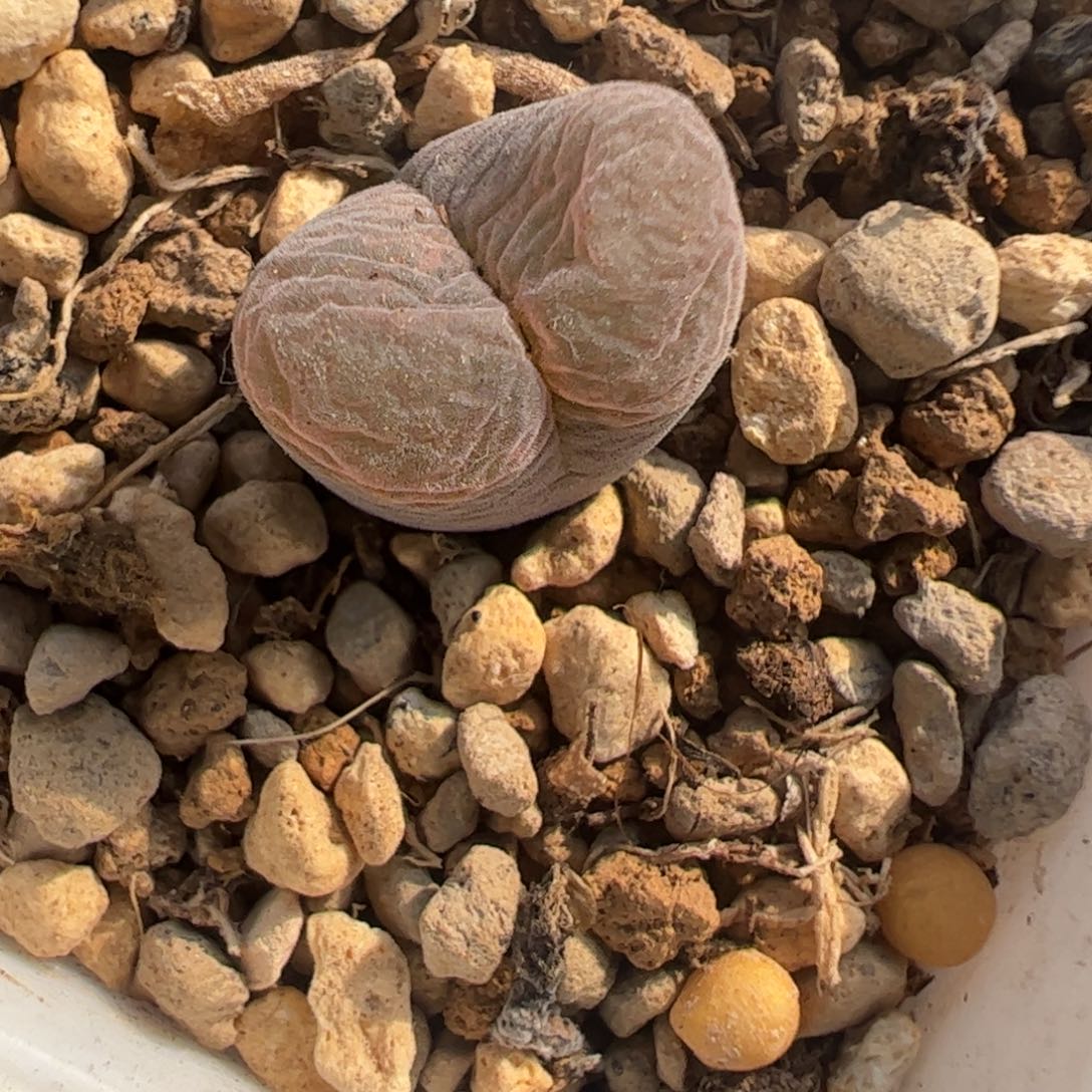 134 好看的多肉冲冲冲