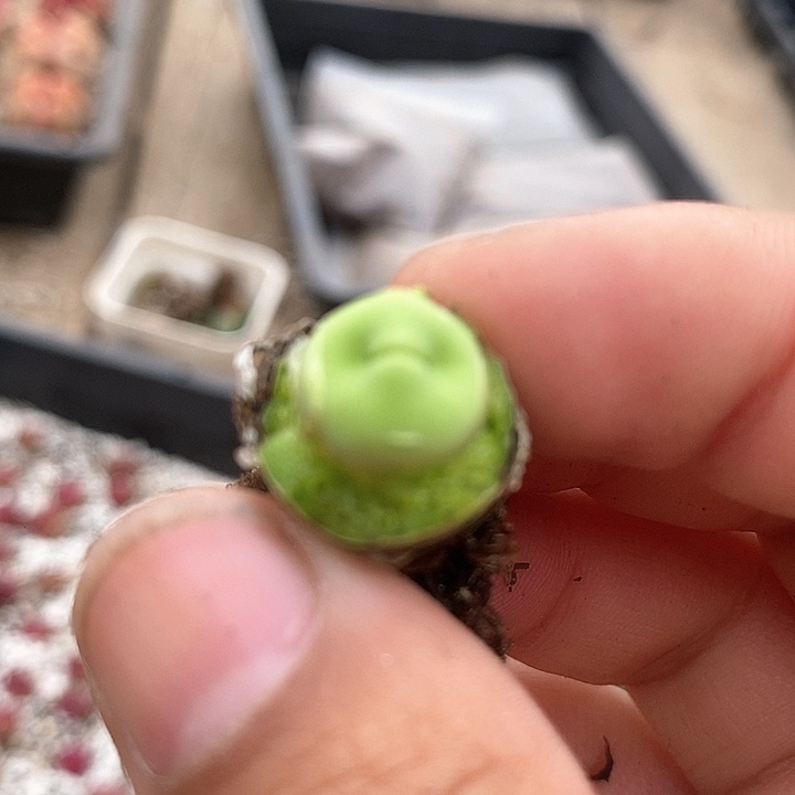 19522嘟嘟嘴一颗        