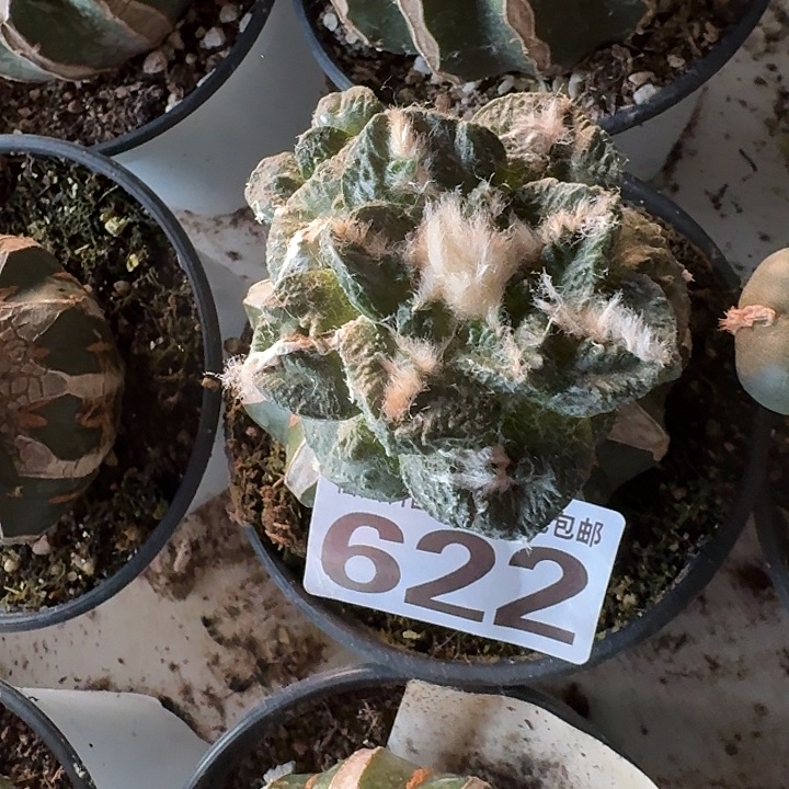 无花朵622龟甲牡丹东四