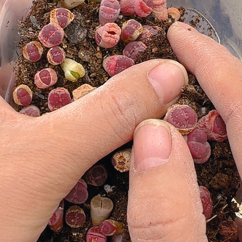 【闪购商品】24770