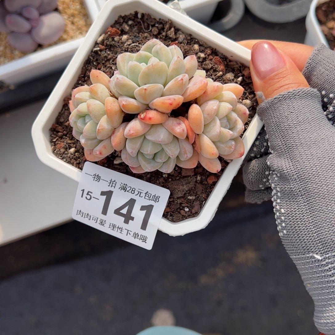 冰玉，多肉多肉多肉多肉